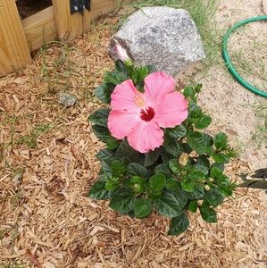 Meet your Posher, Allisa